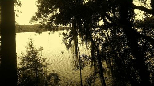 Trees at riverbank