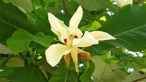 Close-up of white flowering plant