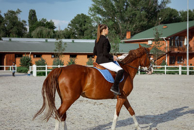 Horse standing on field