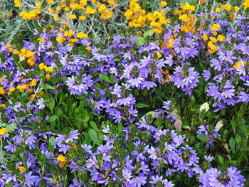 High angle view of purple flowering plants on field