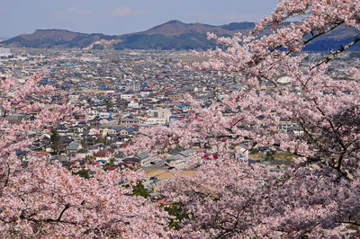 High angle view of cherry blossom by buildings in city