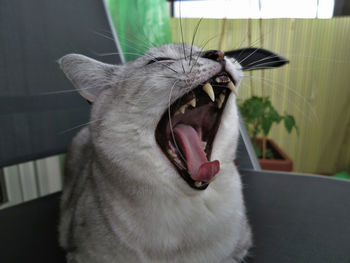 Close-up of cat yawning