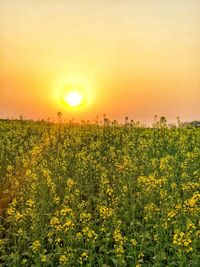 Scenic view of field against clear sky during sunset