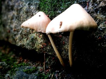 Close-up of mushroom growing on field