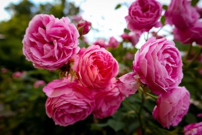 Close-up of pink roses