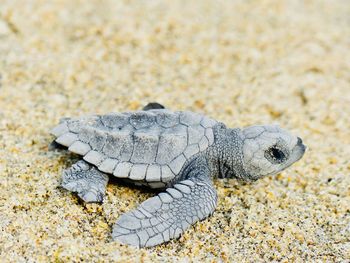 Close-up of lizard on sand