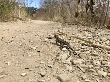 Surface level of insect on land