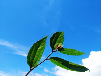 Low angle view of green leaves against blue sky