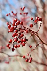 Red berries in the sunlight