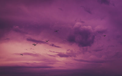 Low angle view of birds flying in sky