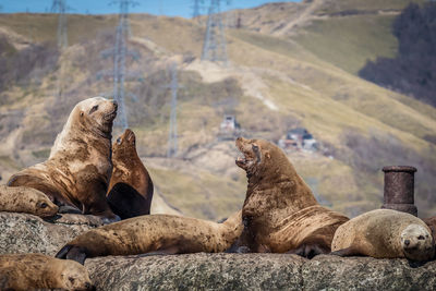 Group of sea lions on rock at sea