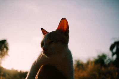 Close-up of a cat looking away against sky