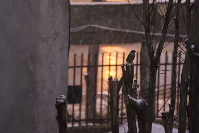 Shadow of a bird on wall