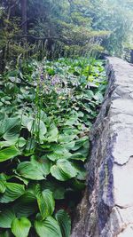 High angle view of plants growing at new york botanical garden