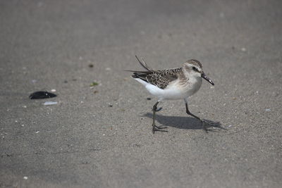 High angle view of bird on sand
