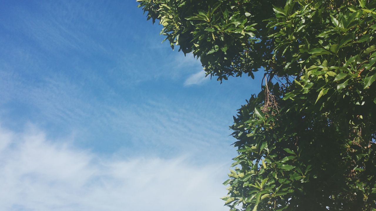 tree, low angle view, growth, sky, nature, beauty in nature, green color, tranquility, branch, blue, leaf, scenics, day, high section, tranquil scene, no people, outdoors, cloud - sky, cloud, lush foliage