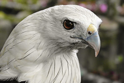 Close-up of a bird