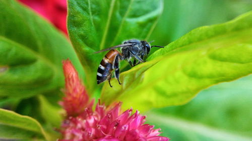 Close-up of insect on leaf