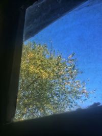 Low angle view of trees against blue sky