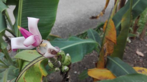 Close-up of flowers