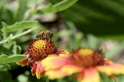 Close-up of insect on flower
