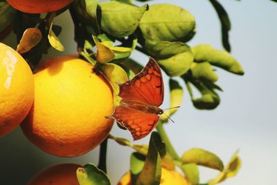 Close-up of orange fruits