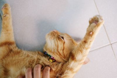 Cropped hand of person stroking ginger cat on floor