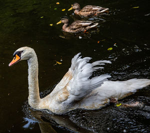 Swans swimming in lake