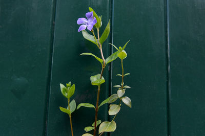 Close-up of purple flowering plant