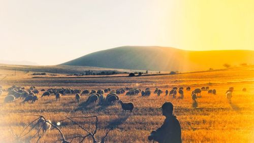 Scenic view of a field