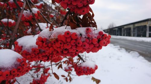 Close-up of frozen red berries on tree