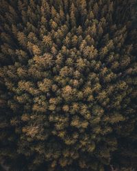 Full frame shot of plants