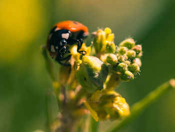 Close-up of insect on flower