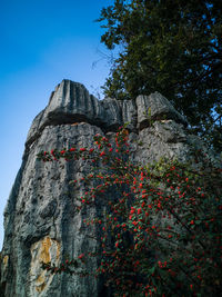 Low angle view of plants growing on rock against sky