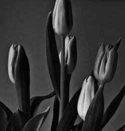 Close-up of tulips against wall