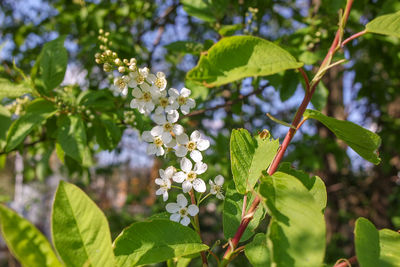 Close-up of flowering plant