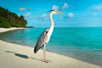 View of a bird on beach