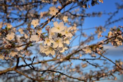 Fruit tree blossom clusters in spring time, perfect nectar for bees nashville, tennessee. usa