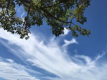 Low angle view of tree against sky