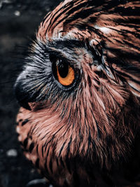 Close-up of owl
