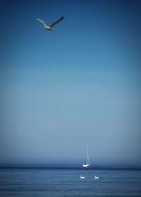Seagull flying over sea against clear sky