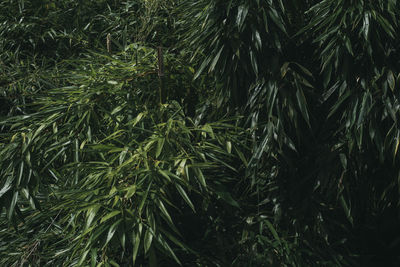 Close-up of pine tree