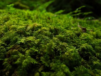 Green moss