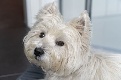 Cute west highland white terrier looks to the camera