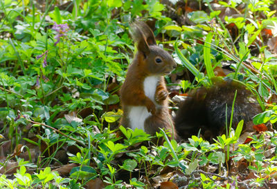 Squirrel on field