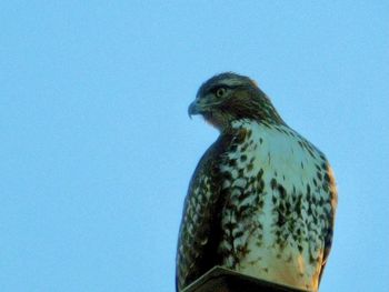 Close-up of bird perching against clear blue sky