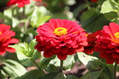 Close-up of red flowering plants