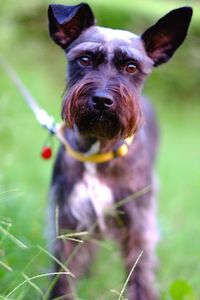 Close-up portrait of dog