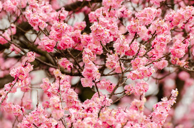 Cherry blossoms in a garden at seoul, south korea.