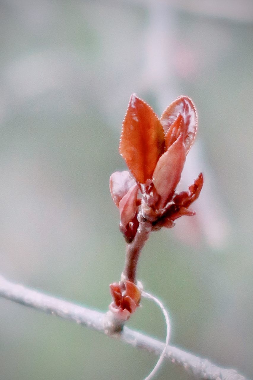 CLOSE-UP OF RED ROSE BUD